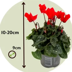 Plant in a Box Perzisch cyclaam - Set van 3 - Cyclamen persicum - Hoogte 10-20cm - ⌀9cm Sale