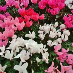 Plant in a Box Perzisch cyclaam - Set van 3 - Cyclamen persicum - Hoogte 10-20cm - ⌀9cm Sale