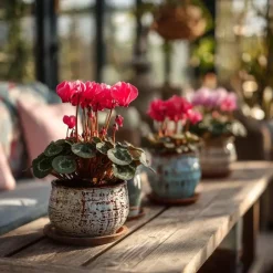 Plant in a Box Perzisch cyclaam - Set van 3 - Cyclamen persicum - Hoogte 10-20cm - ⌀9cm Sale