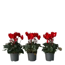 Plant in a Box Perzisch cyclaam - Set van 3 - Cyclamen Winfall Scarlet - Hoogte 10-20cm - ⌀9cm Outlet
