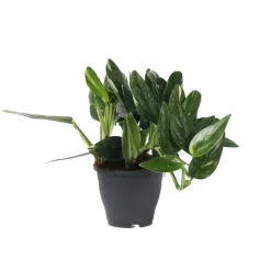 Plant in a Box Philodendron - Philodendron Cobra - Hoogte 55-65cm - ⌀19cm Hot
