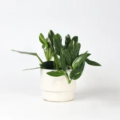 Plant in a Box Philodendron - Philodendron Cobra - Hoogte 55-65cm - ⌀19cm Hot
