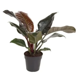 Plant in a Box Philodendron - Philodendron 'Imperial Red' - Hoogte 50cm - ⌀19cm Clearance