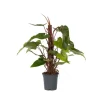 Plant in a Box Philodendron - Philodendron Red Emerald Kratiste - Hoogte 70-80cm - ⌀19cm Sale