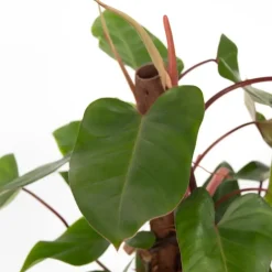 Plant in a Box Philodendron - Philodendron Red Emerald Kratiste - Hoogte 70-80cm - ⌀19cm Sale