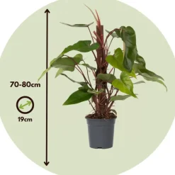 Plant in a Box Philodendron - Philodendron Red Emerald Kratiste - Hoogte 70-80cm - ⌀19cm Sale