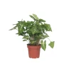 Plant in a Box Pijlplant - Syngonium podophyllum 'Pixie' - Hoogte 25-40cm - ⌀12cm Online
