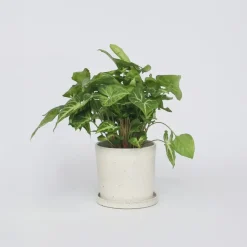 Plant in a Box Pijlplant - Syngonium podophyllum 'Pixie' - Hoogte 25-40cm - ⌀12cm Online
