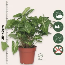 Plant in a Box Pijlplant - Syngonium podophyllum 'Pixie' - Hoogte 25-40cm - ⌀12cm Online