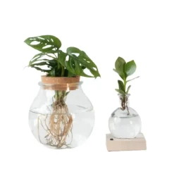 Plant in a Box Plantenmix in glas - Set van 2 - Clusia, Monstera - Hoogte 15-35cm - ⌀20cm Outlet