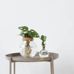Plant in a Box Plantenmix in glas - Set van 2 - Clusia, Monstera - Hoogte 15-35cm - ⌀20cm Outlet