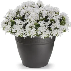 PlasticForte Plantenpot - antraciet - kunststof - rond - D43,5 cm