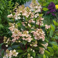 Plant in a Box Pluimhortensia - Hydrangea paniculata 'Early Harry' - Hoogte 25-40cm - ⌀19cm Outlet