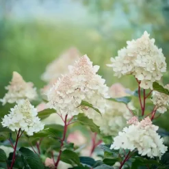 Plant in a Box Pluimhortensia - Hydrangea paniculata 'Early Harry' - Hoogte 25-40cm - ⌀19cm Outlet