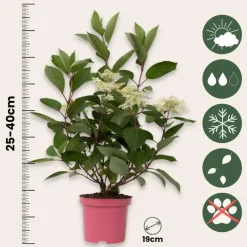 Plant in a Box Pluimhortensia - Hydrangea paniculata 'Early Harry' - Hoogte 25-40cm - ⌀19cm Outlet