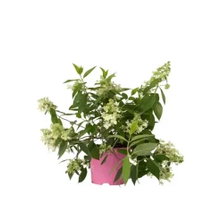 Plant in a Box Pluimhortensia - Hydrangea paniculata 'Confetti' - Hoogte 25-40cm - ⌀19cm