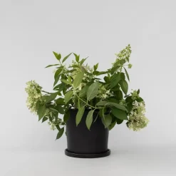 Plant in a Box Pluimhortensia - Hydrangea paniculata 'Confetti' - Hoogte 25-40cm - ⌀19cm