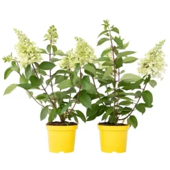 Plant in a Box Pluimhortensia - Set van 2 - Hydrangea 'Candlelight' - Hoogte 25-40cm - ⌀19cm