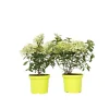 Plant in a Box Pluimhortensia - Set van 2 - Hydrangea 'Bobo' - Hoogte 25-40cm - ⌀19cm New