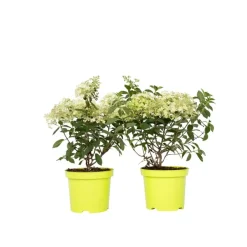 Plant in a Box Pluimhortensia - Set van 2 - Hydrangea 'Bobo' - Hoogte 25-40cm - ⌀19cm New