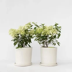Plant in a Box Pluimhortensia - Set van 2 - Hydrangea 'Bobo' - Hoogte 25-40cm - ⌀19cm New