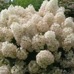 Plant in a Box Pluimhortensia - Set van 2 - Hydrangea 'Bobo' - Hoogte 25-40cm - ⌀19cm New