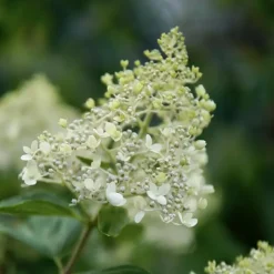 Plant in a Box Pluimhortensia - Set van 2 - Hydrangea 'Bobo' - Hoogte 25-40cm - ⌀19cm New