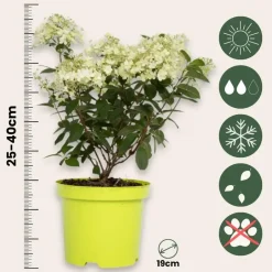Plant in a Box Pluimhortensia - Set van 2 - Hydrangea 'Bobo' - Hoogte 25-40cm - ⌀19cm New