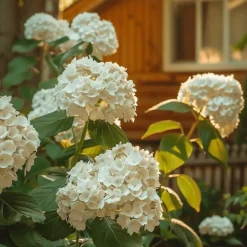 Plant in a Box Pluimhortensia - Set van 2 - Hydrangea 'Bobo' - Hoogte 25-40cm - ⌀19cm New