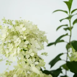 Plant in a Box Pluimhortensia - Set van 2 - Hydrangea 'Bobo' - Hoogte 25-40cm - ⌀19cm New