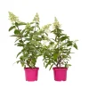Plant in a Box Pluimhortensia - Set van 2 - Hydrangea 'Pinky Winky' - Hoogte 25-40cm - ⌀19cm