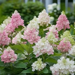 Plant in a Box Pluimhortensia - Set van 2 - Hydrangea 'Pinky Winky' - Hoogte 25-40cm - ⌀19cm