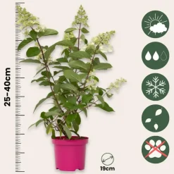 Plant in a Box Pluimhortensia - Set van 2 - Hydrangea 'Pinky Winky' - Hoogte 25-40cm - ⌀19cm