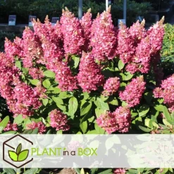 Plant in a Box Pluimhortensia - Set van 2 - Hydrangea 'Pinky Winky' - Hoogte 25-40cm - ⌀19cm