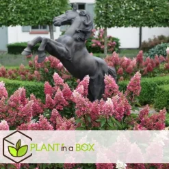 Plant in a Box Pluimhortensia - Set van 2 - Hydrangea 'Pinky Winky' - Hoogte 25-40cm - ⌀19cm