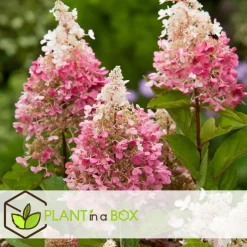 Plant in a Box Pluimhortensia - Set van 2 - Hydrangea 'Pinky Winky' - Hoogte 25-40cm - ⌀19cm
