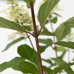 Plant in a Box Pluimhortensia - Set van 2 - Hydrangea 'Pinky Winky' - Hoogte 25-40cm - ⌀19cm