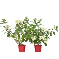 Plant in a Box Pluimhortensia - Set van 2 - Hydrangea 'Wim's Red' - Hoogte 25-40cm - ⌀19cm Hot