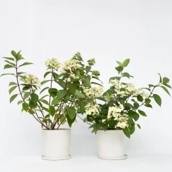 Plant in a Box Pluimhortensia - Set van 2 - Hydrangea 'Wim's Red' - Hoogte 25-40cm - ⌀19cm Hot