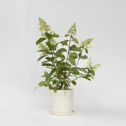 Plant in a Box Pluimhortensia - Set van 4 - Hydrangea 'Pinky Winky' - Hoogte 25-40cm - ⌀19cm Clearance