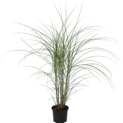 Plant in a Box Prachtriet - Miscanthus sinensis 'Kleine Silberspinne - Hoogte 20-30cm - ⌀23cm Outlet