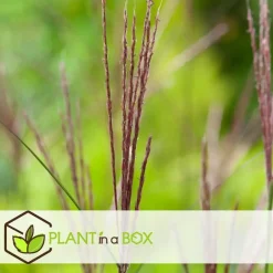 Plant in a Box Prachtriet - Miscanthus sinensis 'Kleine Silberspinne - Hoogte 20-30cm - ⌀23cm Outlet