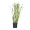 Plant in a Box Prachtriet - Miscanthus sinensis 'Gracillimus' - Hoogte 40-60cm - ⌀23cm Hot