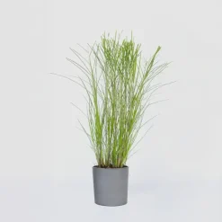 Plant in a Box Prachtriet - Miscanthus sinensis 'Gracillimus' - Hoogte 40-60cm - ⌀23cm Hot
