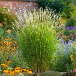 Plant in a Box Prachtriet - Miscanthus sinensis 'Gracillimus' - Hoogte 40-60cm - ⌀23cm Hot