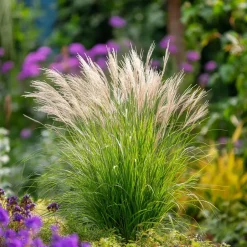 Plant in a Box Prachtriet - Miscanthus sinensis 'Gracillimus' - Hoogte 40-60cm - ⌀23cm Hot