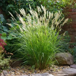 Plant in a Box Prachtriet - Miscanthus sinensis 'Gracillimus' - Hoogte 40-60cm - ⌀23cm Hot