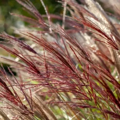 Plant in a Box Prachtriet - Miscanthus sinensis 'Red Chief' - Hoogte 40-60cm - ⌀23cm Discount