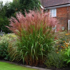 Plant in a Box Prachtriet - Miscanthus sinensis 'Red Chief' - Hoogte 40-60cm - ⌀23cm Discount