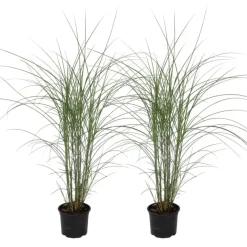Plant in a Box Prachtriet - Set van 2 - Miscanthus Kleine Silberspinne - Hoogte 20-30cm - ⌀23cm